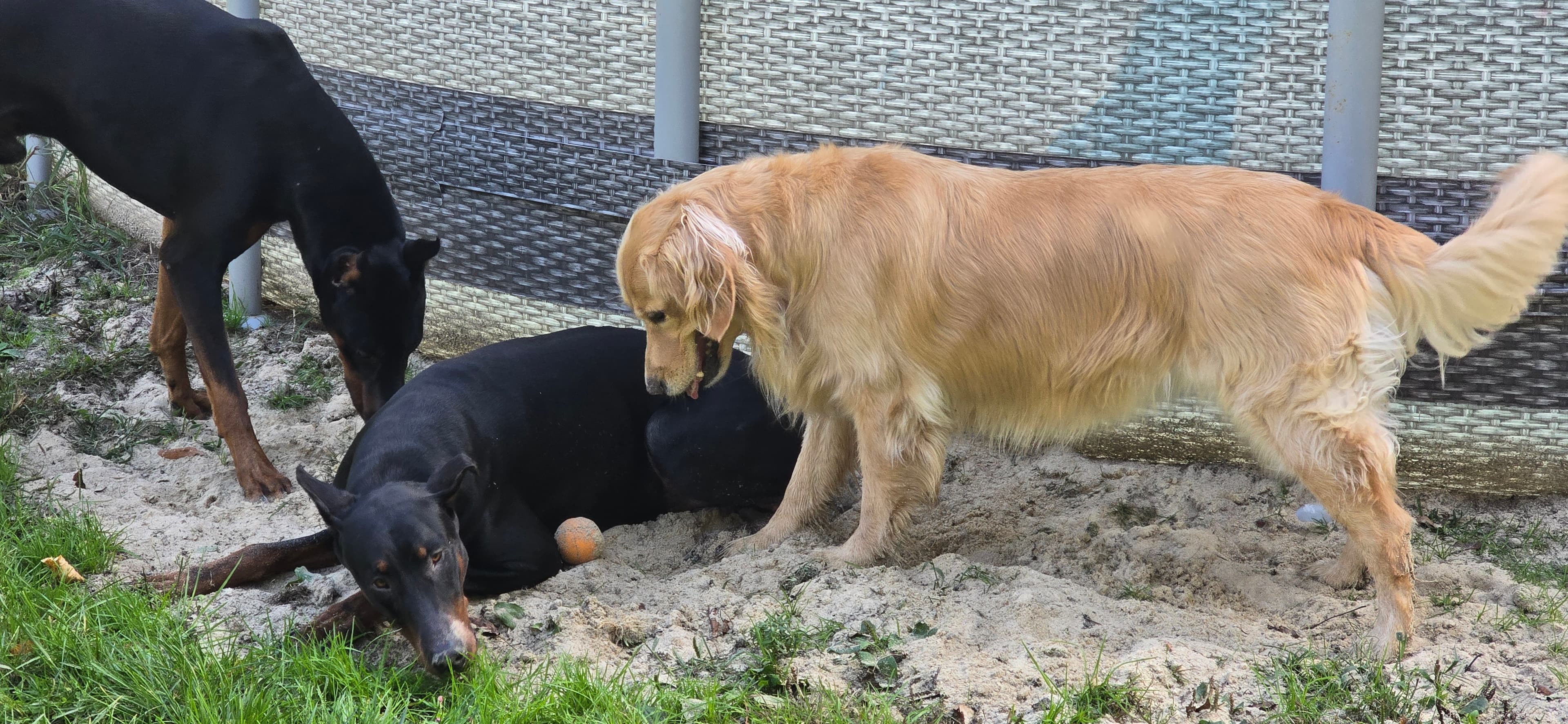 Morning neighborhood walk — leash and harness check