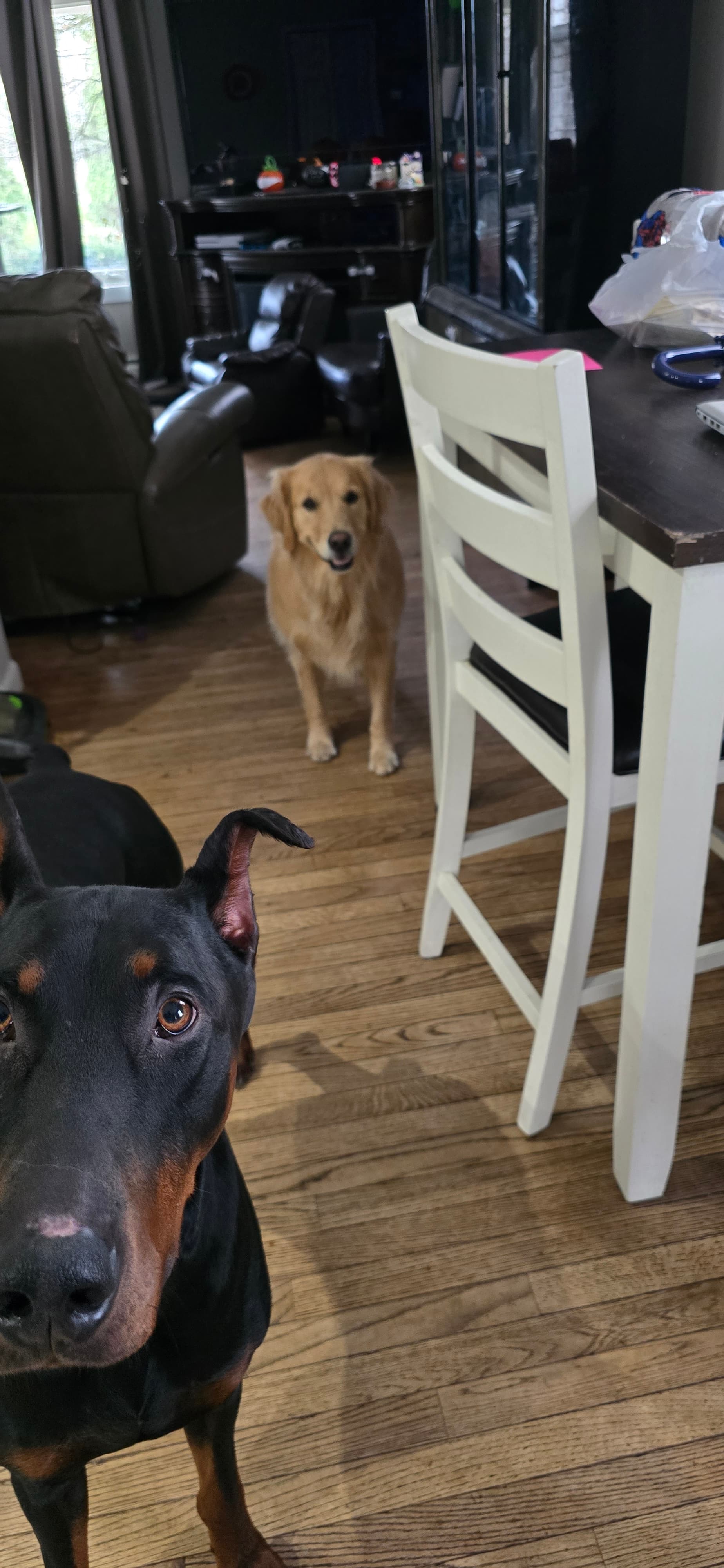 Midday walk — sniff break along a safe route