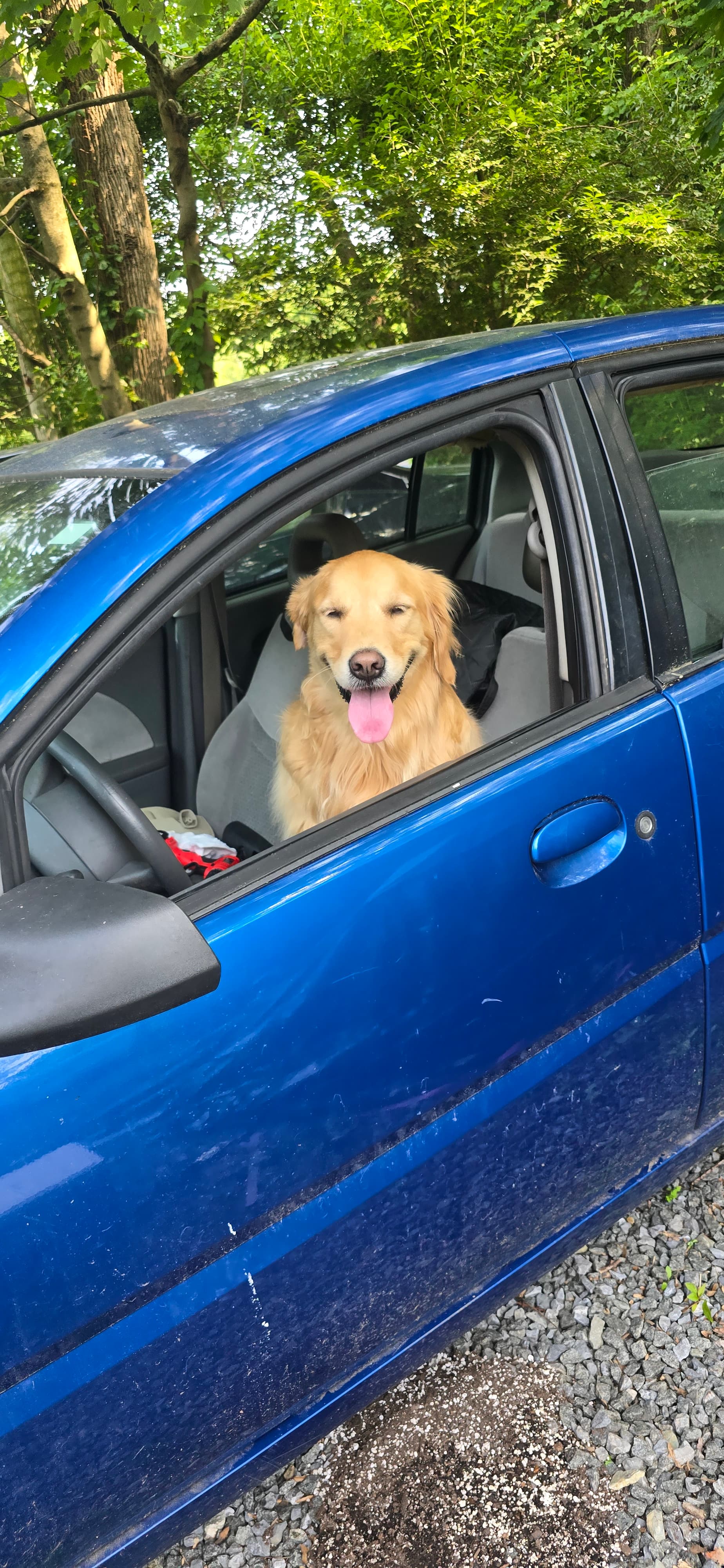 Afternoon exercise walk — happy pup and handler