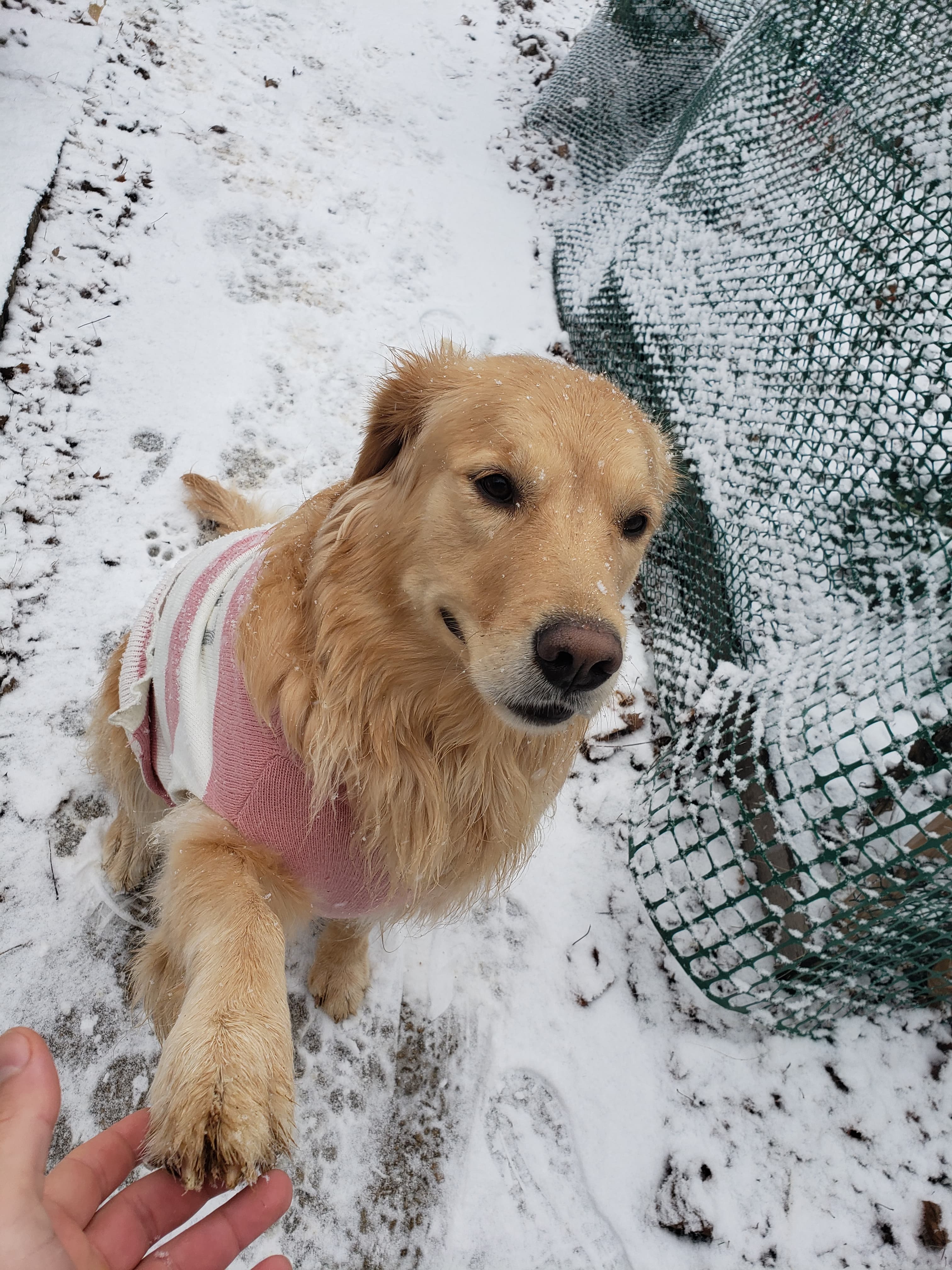 Carly – Winter potty break in snow outfit