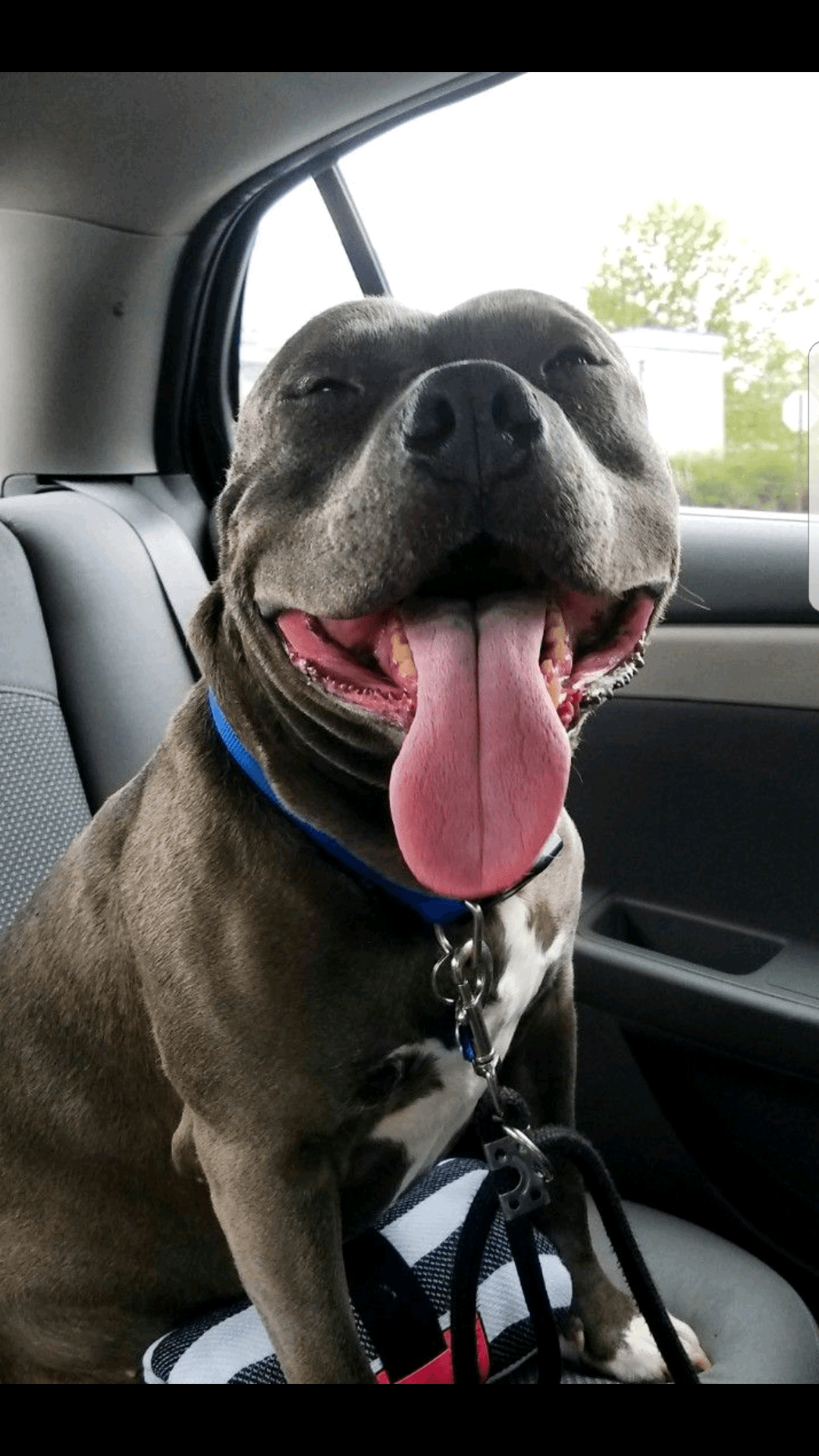 King – Car Transport