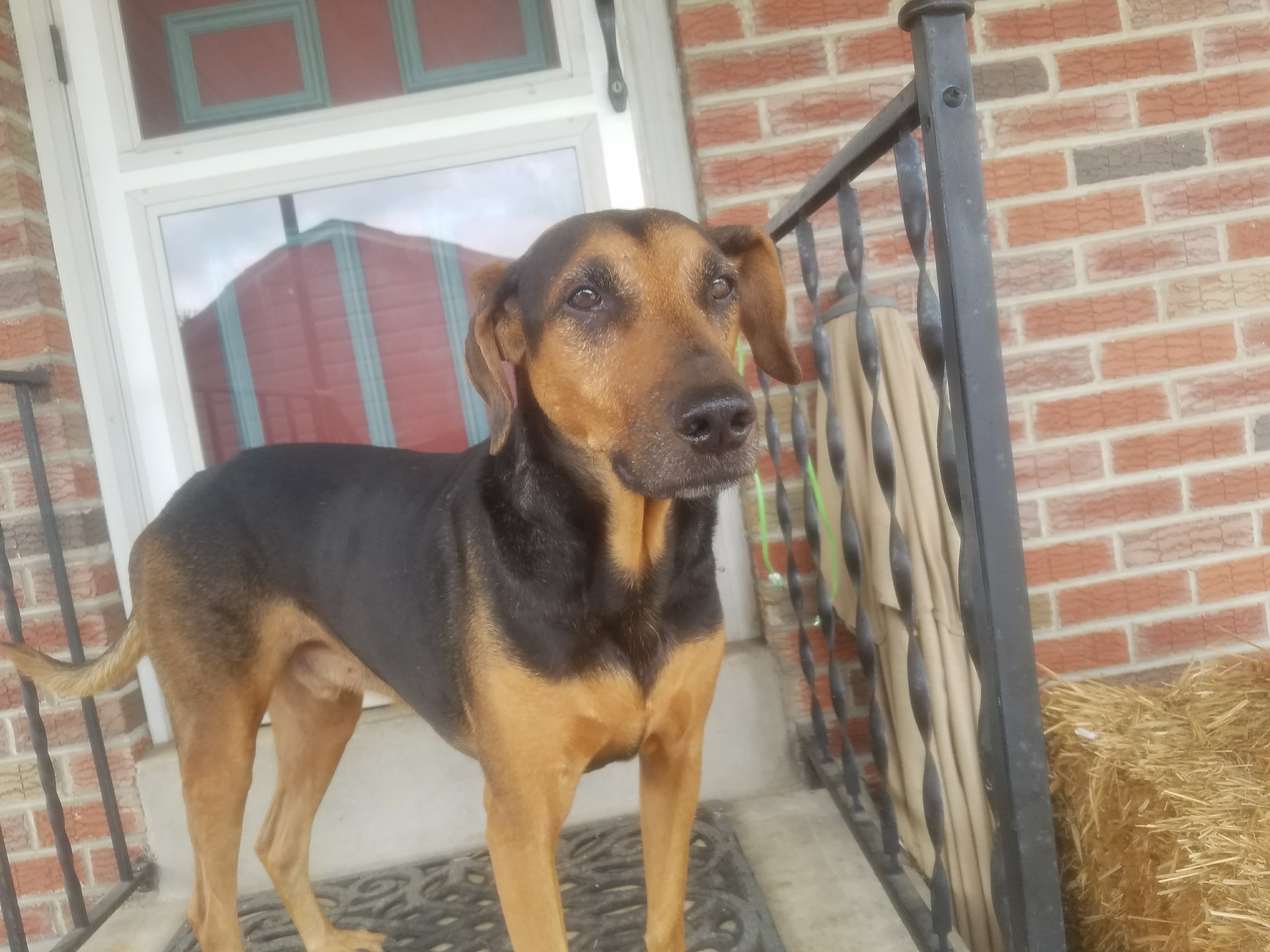 Rocky – Happy Walk