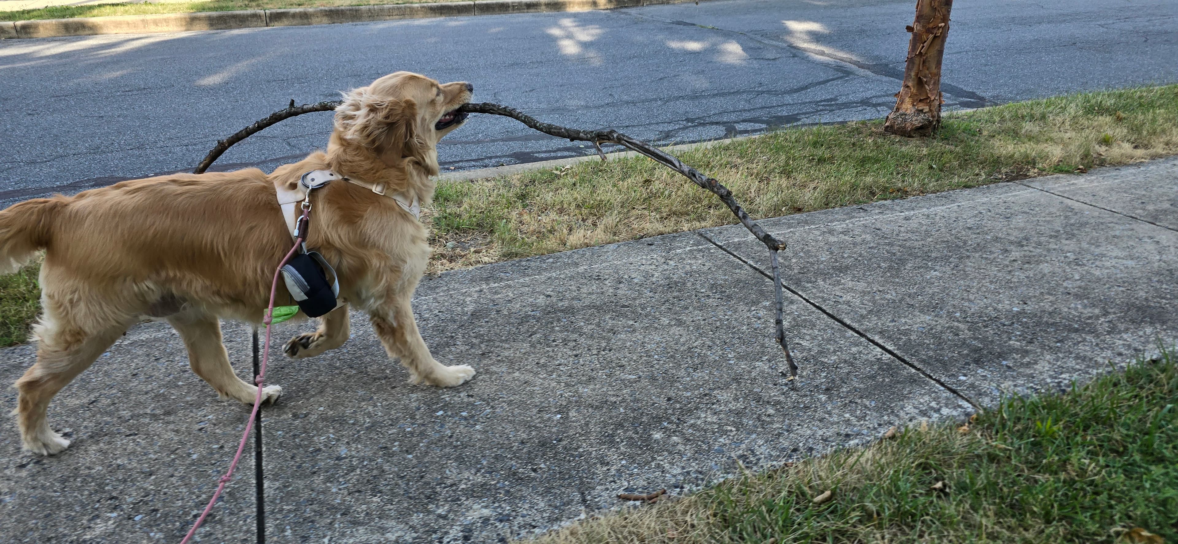 Carly – Woods Walk Tracked